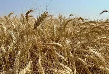 Buğday
