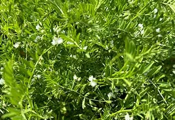 Sertifikalı Tohum Kullanmanın Avantajları: Neden Sertifikalı?