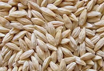 Tohumun Pazar Değeri ve Kaliteli Üretim