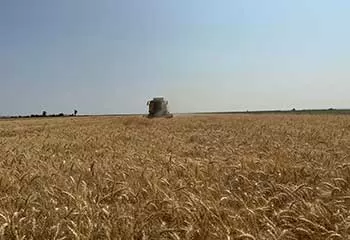 Tohum Alımında Devlet Desteği ve Teşvikler