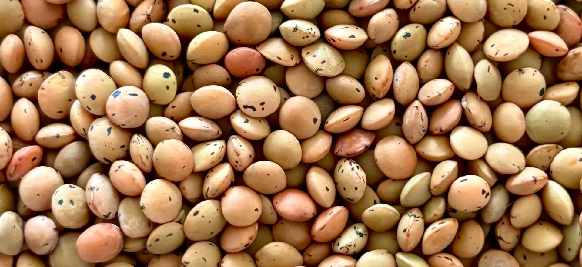 Sertifikalı Tohumun Güvencesi